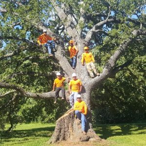 Tree Trimming Leander TX